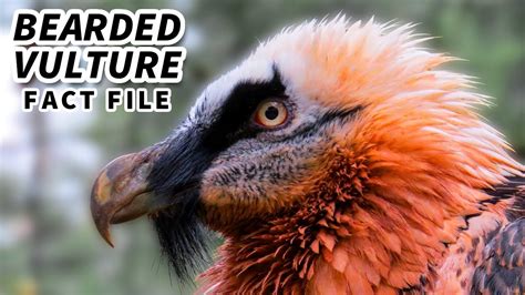 Bearded Vulture Facts: a BIRD that EATS BONES | Animal Fact Files - YouTube