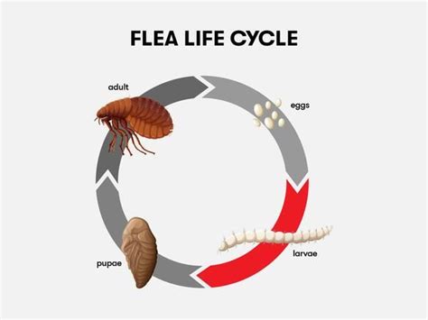 carpet bug life cycle - Rima Mcmillen