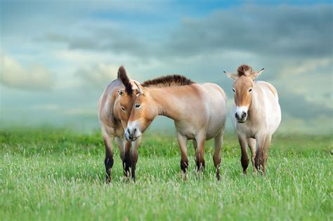 Przewalski’s Horse: Characteristics of the Last Remaining Wild Equid ...