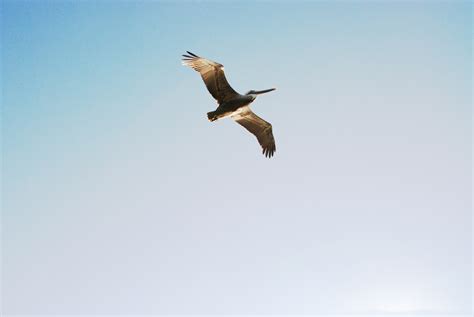 Morro Bay Wildife Spotlight: California brown pelicans