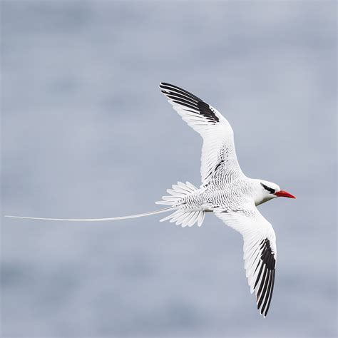 Red-billed Tropicbird - Birding Trinbago