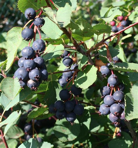 saskatoon berries | Fruit plants, Fruit trees for sale, Fruit trees