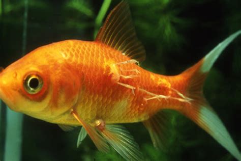 Common Goldfish Diseases: How to Identify and Treat Them