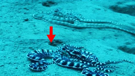 15 Interesting Facts About the Mimic Octopus - YouTube