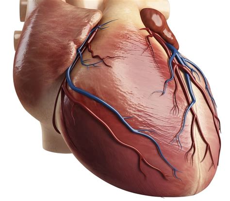 Cardiac muscle — Science Learning Hub