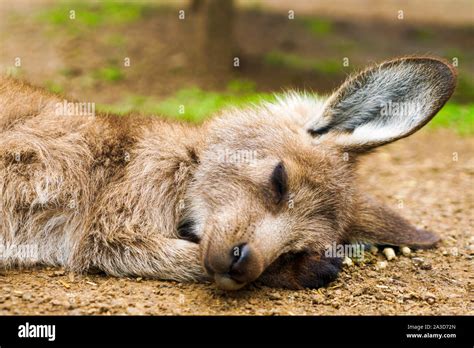 Sleeping Baby Kangaroo, Joey Stock Photo - Alamy