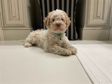 Lagotto Romagnolo Puppies For Sale - AKC PuppyFinder