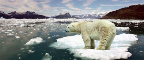 Polar Bears and Ringed Seals: Rising global temperatures affect Arctic ...