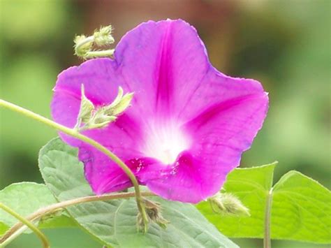 a pink flower with green leaves in the background