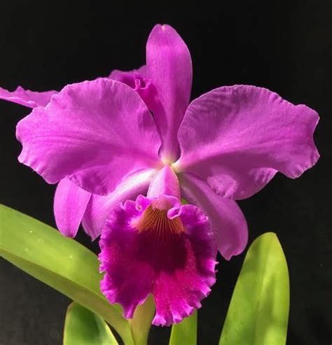 Cattleya - Sarusanda Orchid