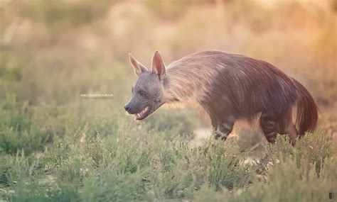 Brown hyena (Hyaena brunnea) - a photo on Flickriver