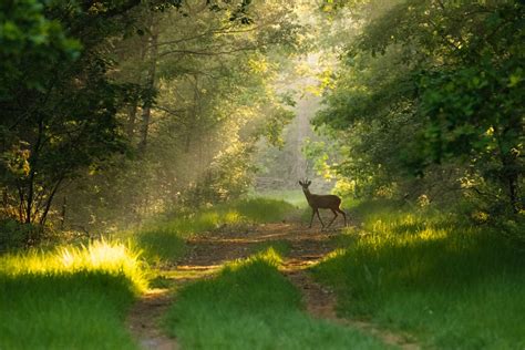 Natuurfotografie in Nederland | Een oorverdovende stilte in de natuur ...