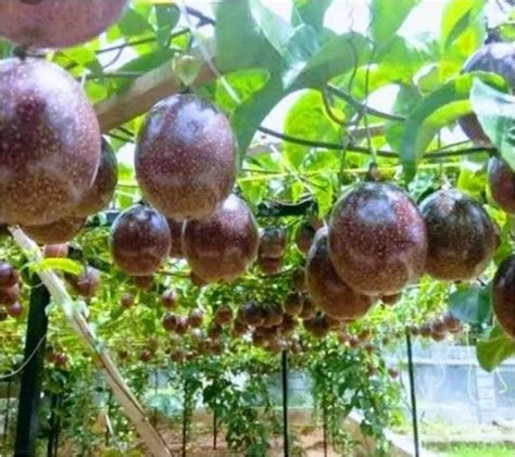 Bibit Markisa Ungu Pohon Buah Ungutanaman Pekalongan Terbaik | by Pusat ...