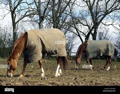 Crosskennan Lane Animal Sanctuary April 2001 horses graze in paddock ...