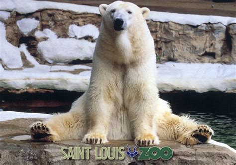 39 best images about @ the St Louis Zoo on Pinterest | Parks, Zoos and Forests