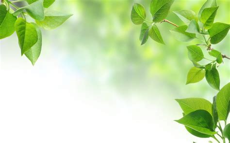 Free photo: Leaf background - Bright, Closeup, Green - Free Download - Jooinn