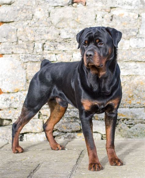 1000+ images about Rottweiler Puppies on Pinterest | Rottweilers ...