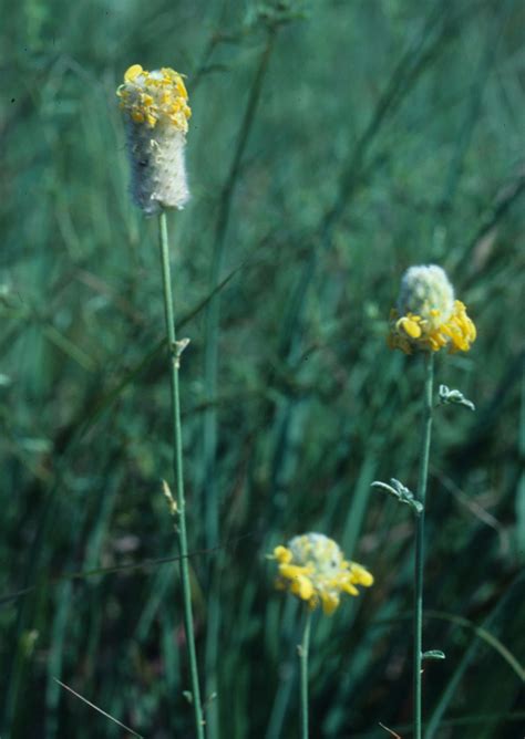 Plant Profile: Prairie Clovers - Dyck Arboretum