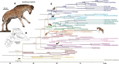 Science Magazine on Twitter: "An early giraffe ancestor’s unique head ...