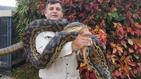 Cairns snakes: Huge scrub python caught in Cairns | The Cairns Post