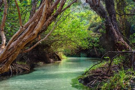 Image of freshwater stream, Eli Creek, Fraser Island - Austockphoto