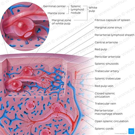 Spleen histology: Location, functions, structure | Kenhub