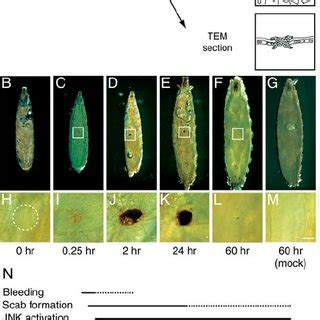 Scab Formation and Resolution during Puncture Wound Healing (A ...