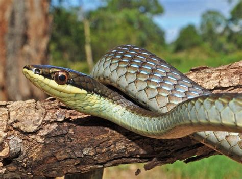 Northern Tree Snake Facts and Pictures | Reptile Fact