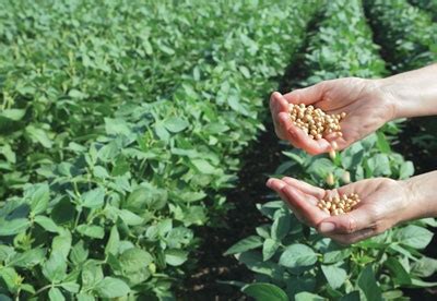 What’s new in soybean varieties? - Top Crop ManagerTop Crop Manager