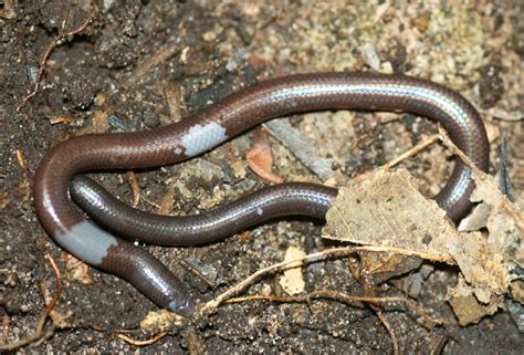 Blind, Legless Lizard Discovered—New Species