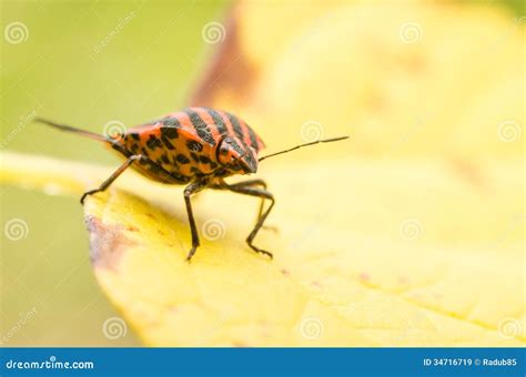 Shield Bug or Stink Bug Insect Macro Stock Image - Image of insect, striped: 34716719