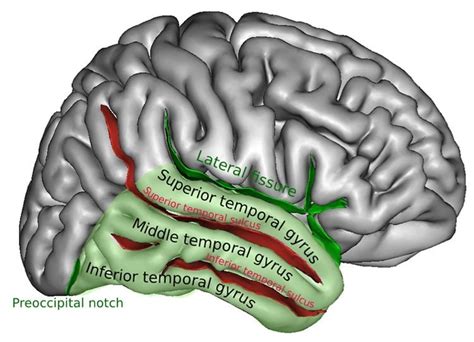 Building New Thoughts - Neuroscience News