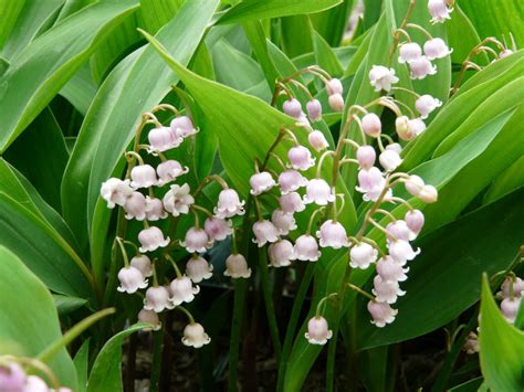 Convallaria majalis var. rosea - Pink Lily of the Valley | World of Flowering Plants