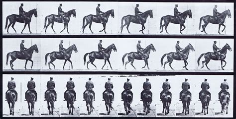 large profile and rear views of horse with an irregular walk, saddled ...