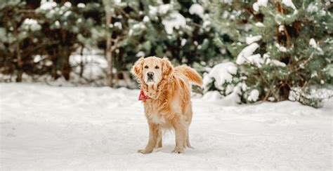 Premium Photo | Golden retriever dog in winter time