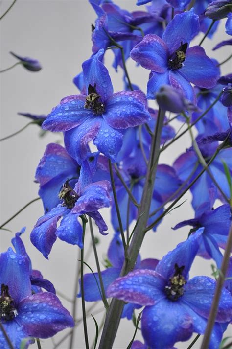 Larkspur Blue Flower Close - Free photo on Pixabay - Pixabay