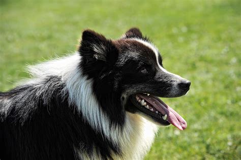 17 Top Dog Breeds for Herding Livestock