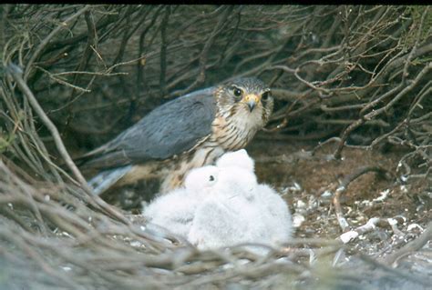 North York Moors Upland Bird (Merlin) Study Group – NERF TEST