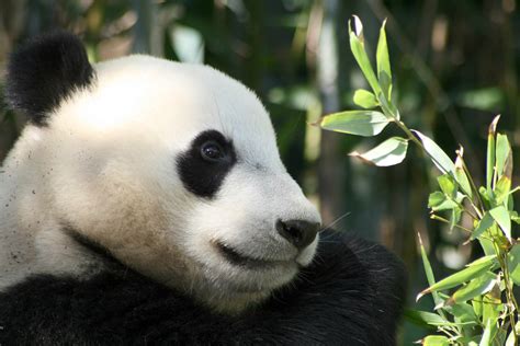 Free Images : panda, mammal, vertebrate, terrestrial animal, snout, nose, bear, carnivore, eye ...