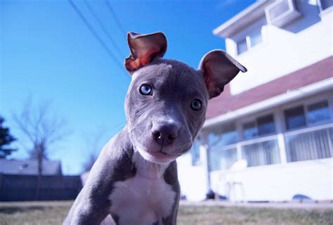 Blue-Eyed Pitbull Explained (with Pictures) | PawLeaks