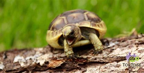 Ibera Greek tortoise for sale | Greek tortoise hatchlings for sale