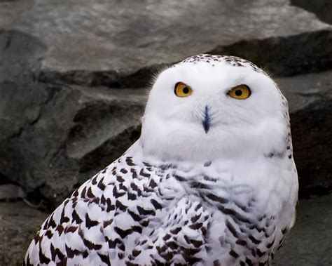 File:Snowy Owl 1.jpg - Wikimedia Commons