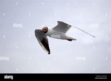 Flying black and white seagull Stock Photo - Alamy