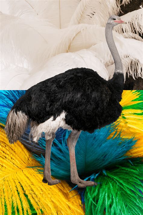 Colored Plumes of Ostrich Feathers