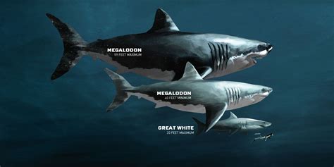 Megalodon, Types of sharks, Megalodon shark