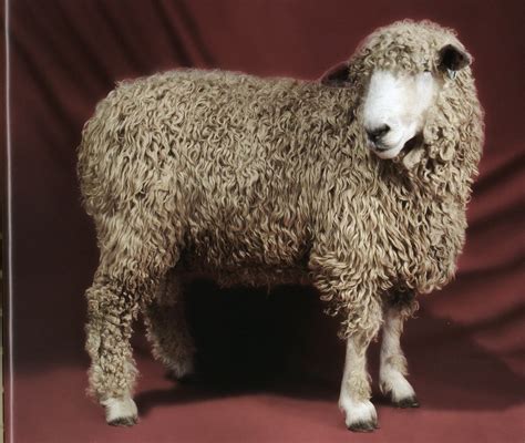 Lincoln Longwool Sheep | From the book "Beautiful Sheep" by … | Flickr