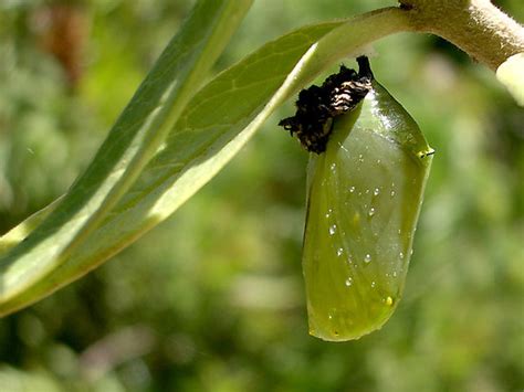 monarch butterfly cocoon : Biological Science Picture Directory – Pulpbits.net