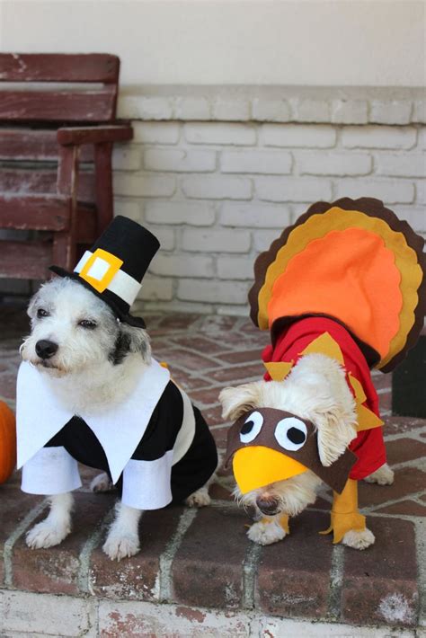 How To Make A Turkey Costume For A Dog Pilgrim Costume, Turkey Costume ...