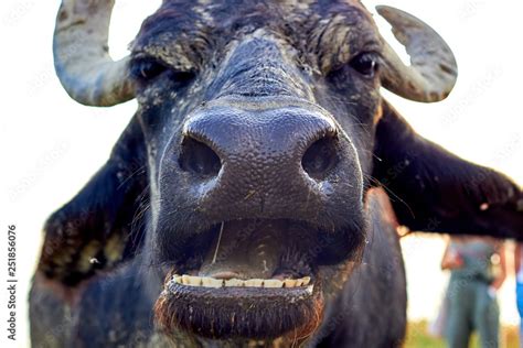 Water buffalo (Bubalus bubalis) muzzle. Closeup portrait. Buffalo wildlife. Funny muzzle looking ...