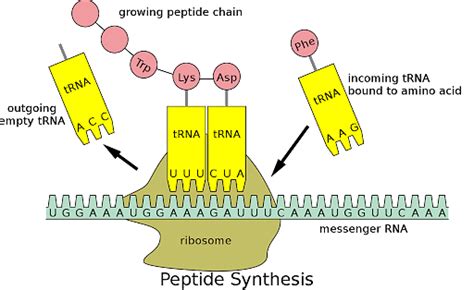 Transfer RNA (t-RNA): Definition, Diagram and Functions